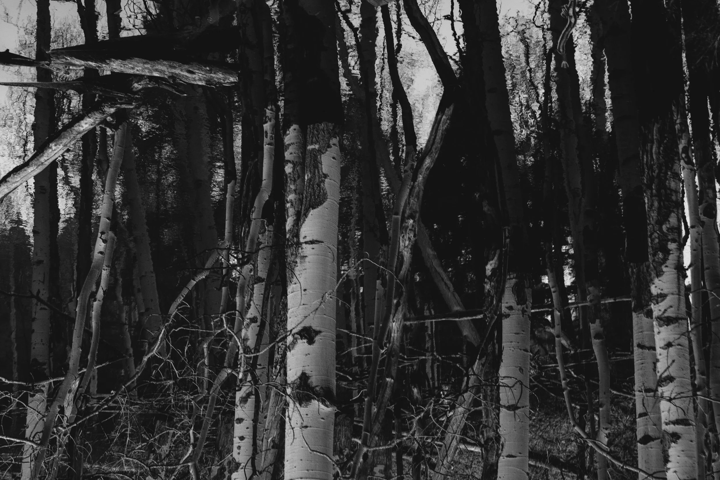 Top to Bottom Aspens