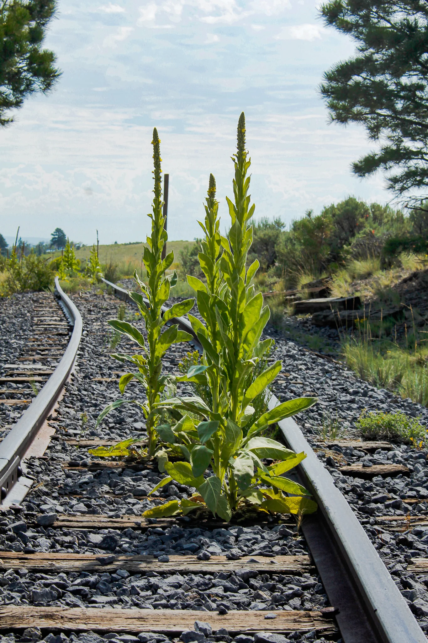 Rattlesnake Mullein