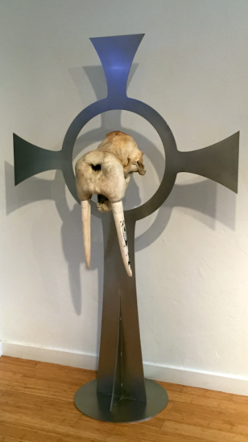 Walrus Skull with Eskimo scrimshaw on Ivory tusks 77inx44in