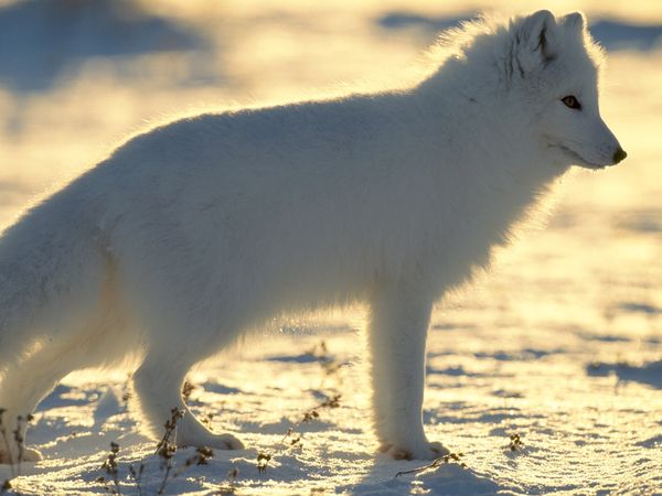 arctic-fox_217_600x450.jpg