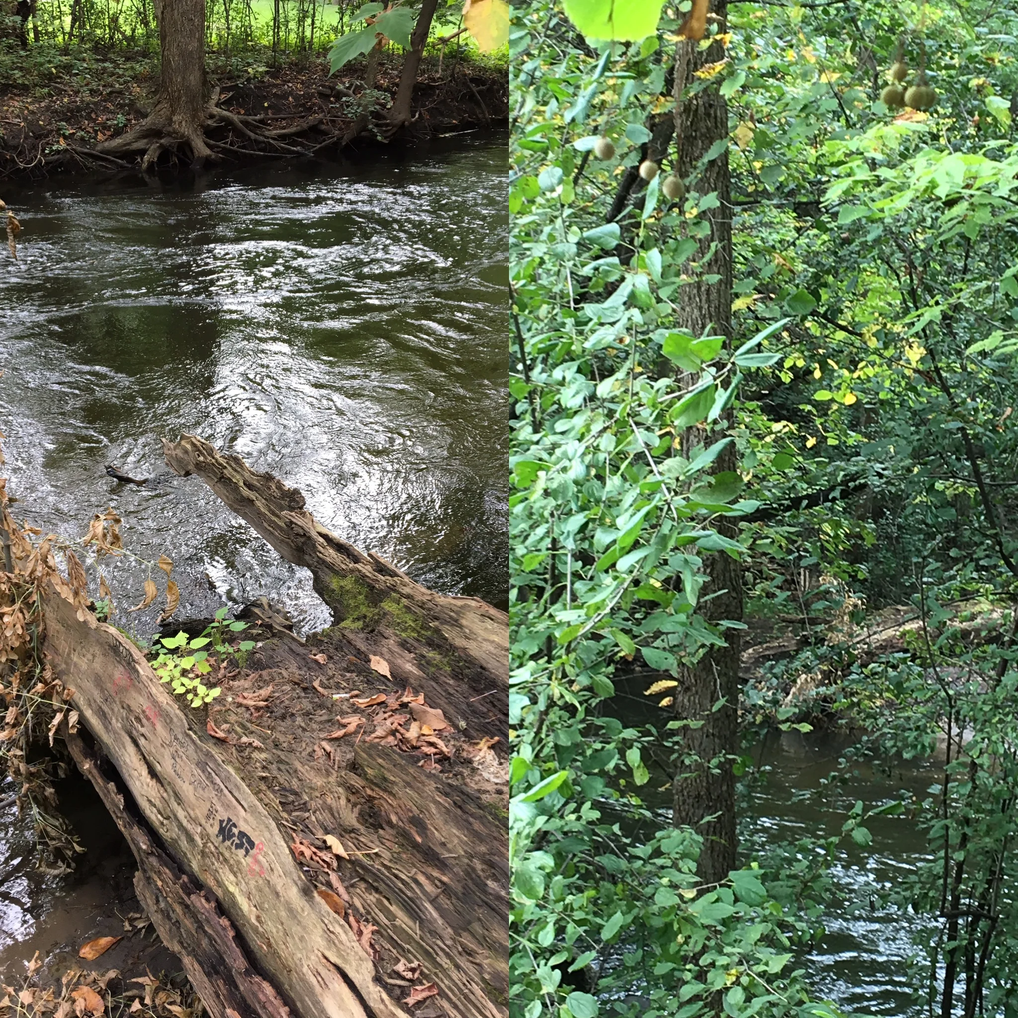 Same tree, different perspectives