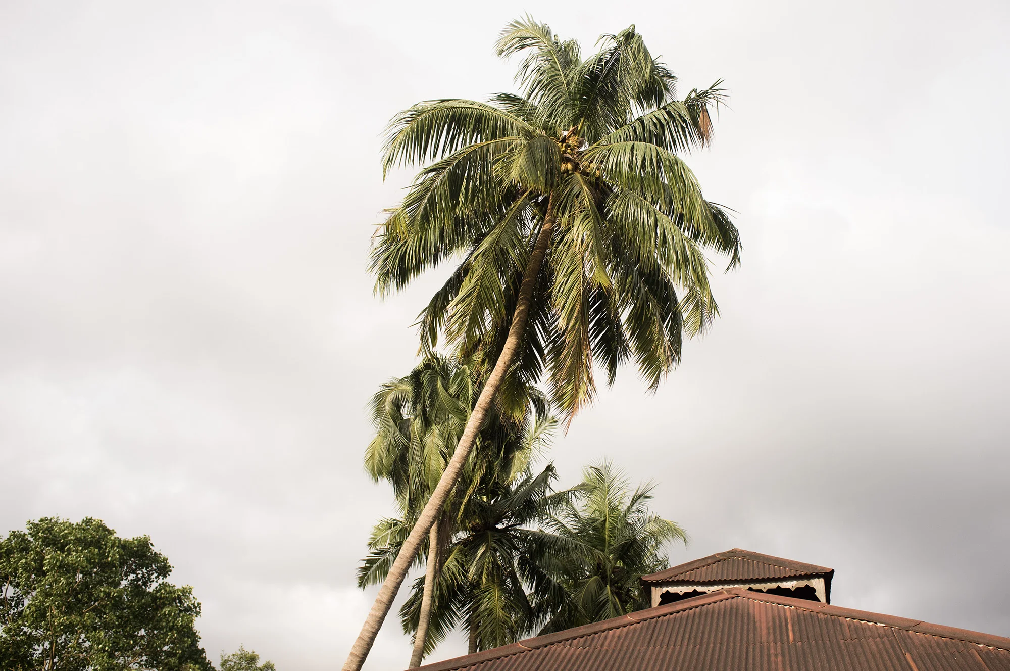 Leaning coconut palms.