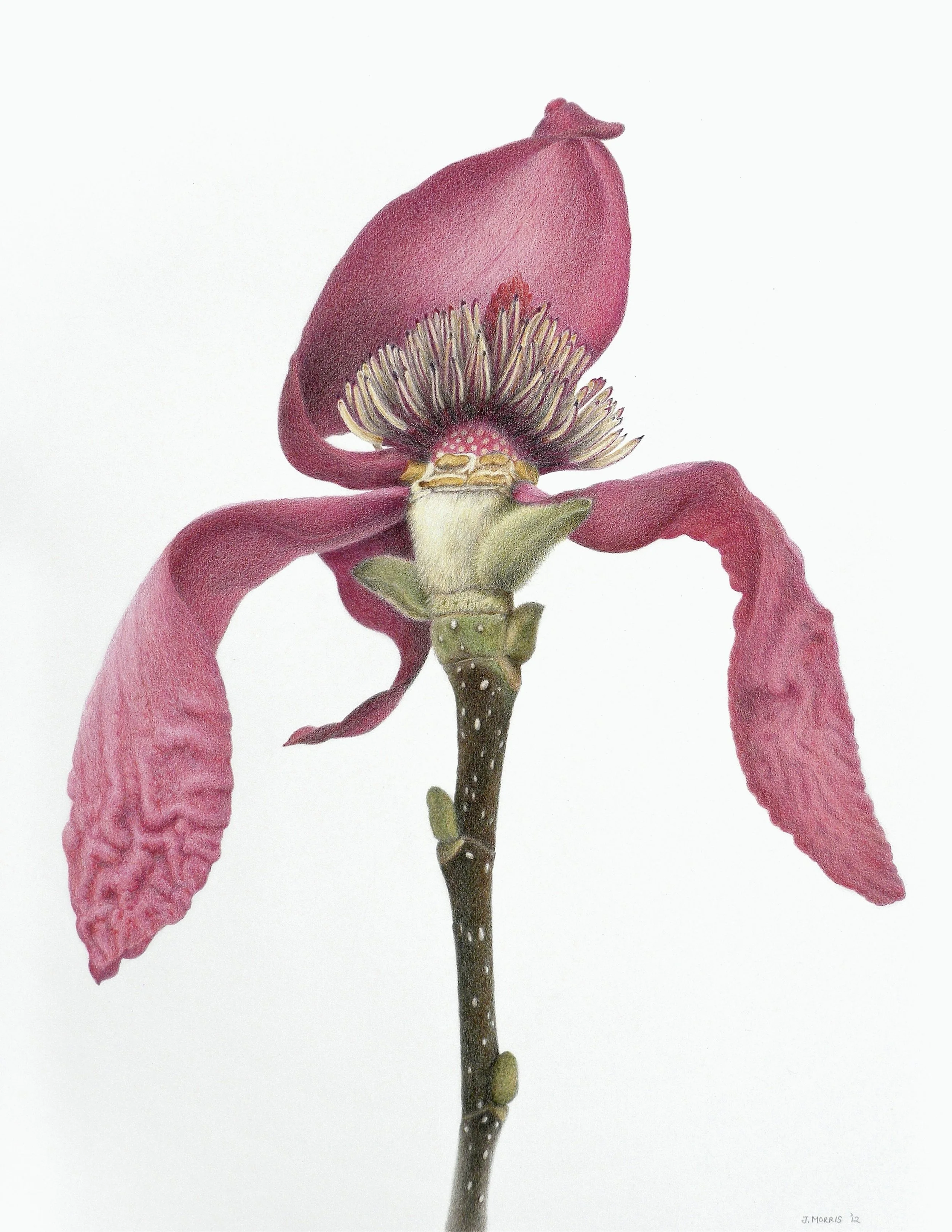 Floribunda - Drawings by Judy Morris