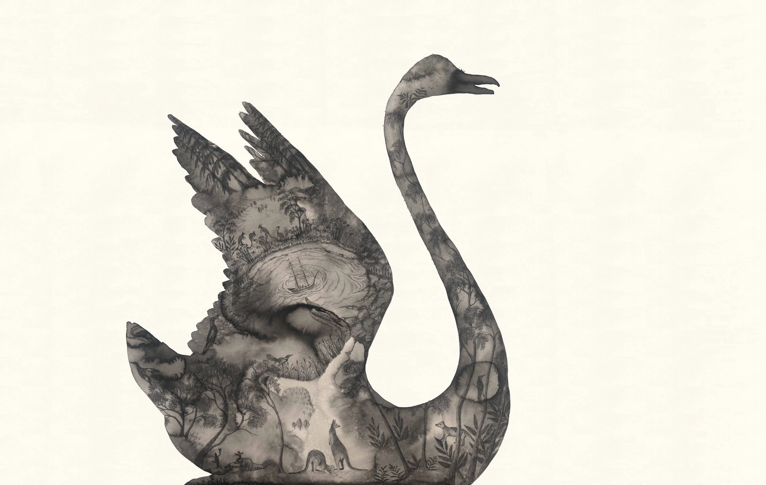 Black Swan After Port Jackson Painters.jpg