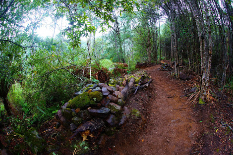 Blue Derby Trail
