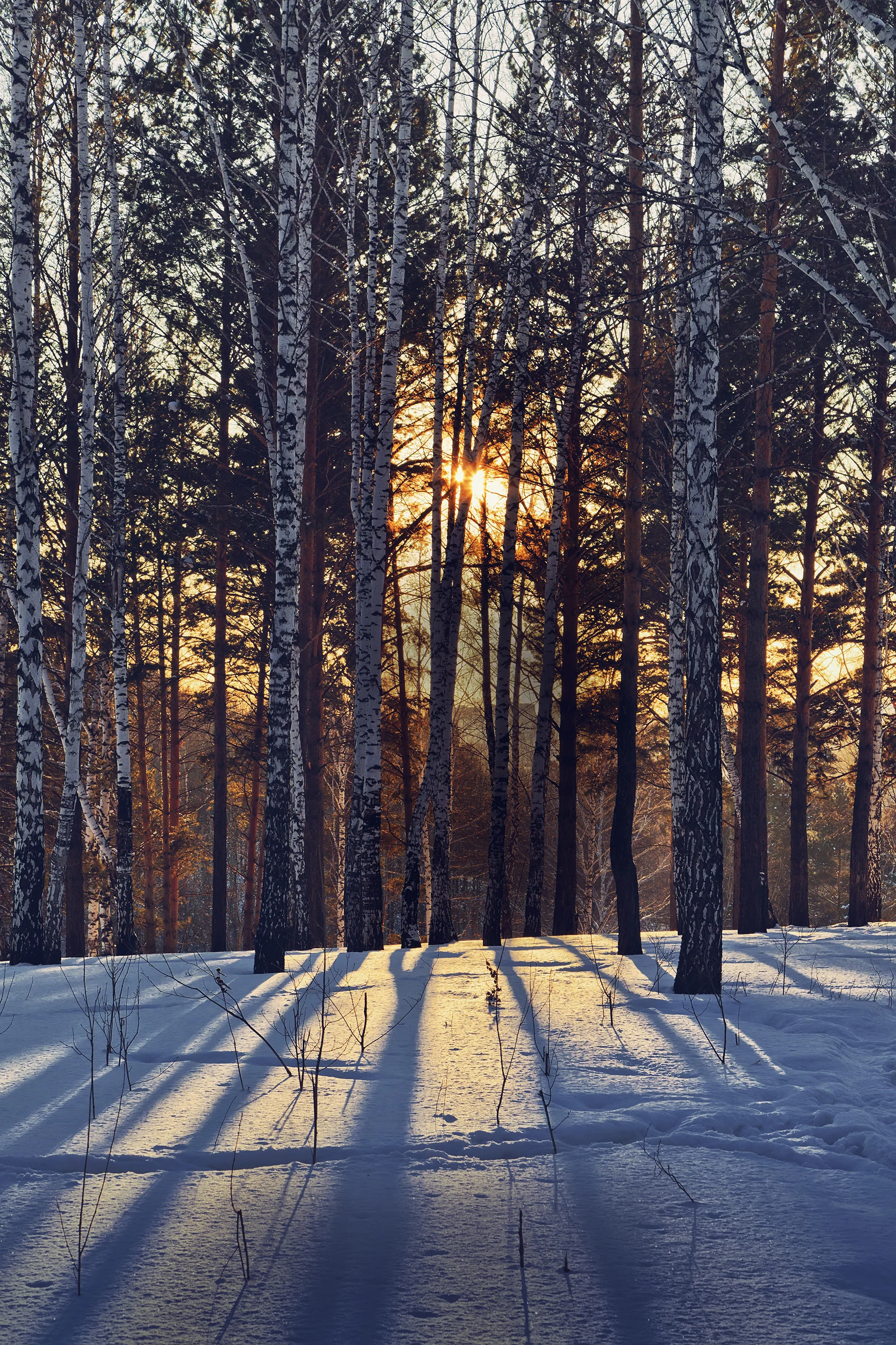 TÅPPED_Photo_Forest_Snow_Darker(smaller).jpg