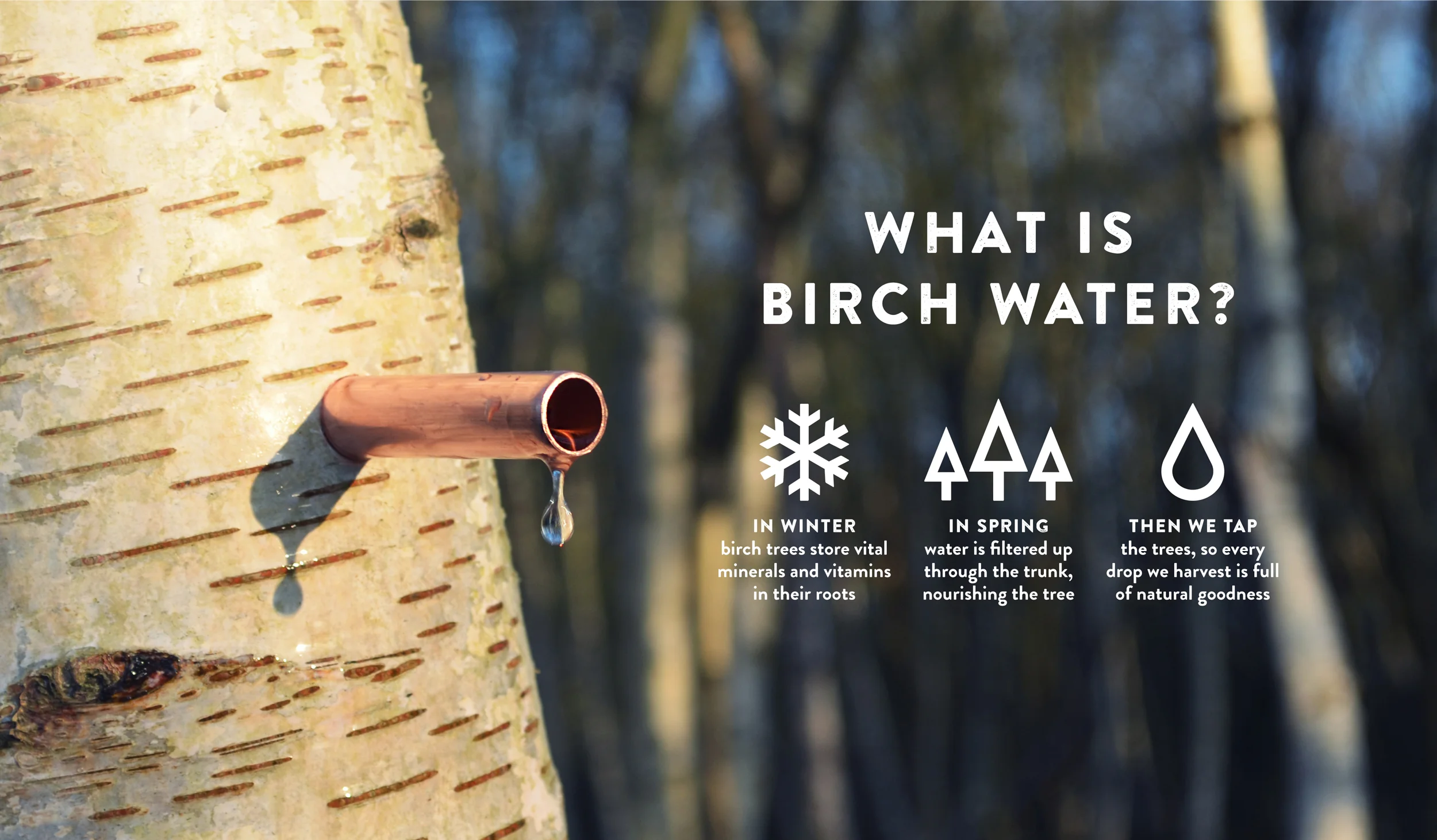 TÅPPED_Web_What_Is_Birch_Water.jpg
