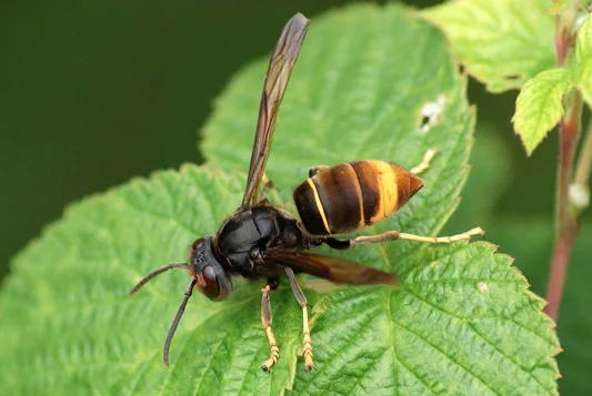 frelon-asiatiques-destuction-nid-se-débarasser-détruire-nuisible.jpg