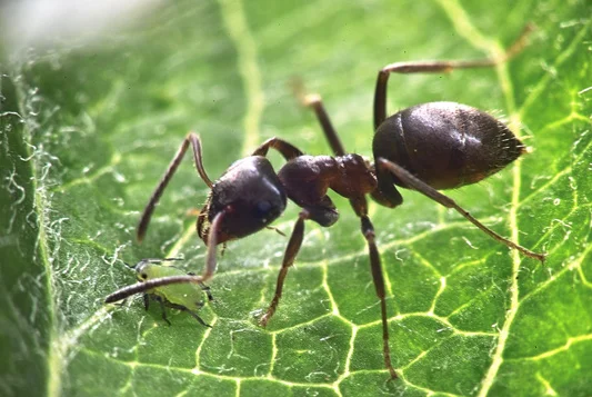 Fourmis-solution-alpes-maritimes-maison.jpg