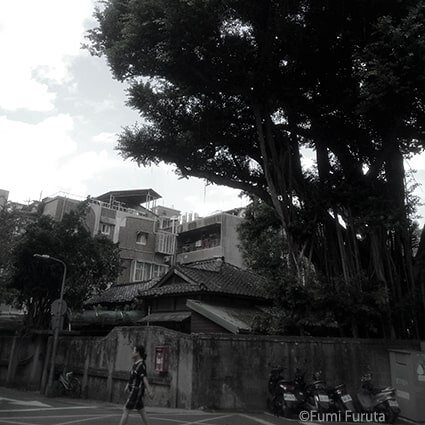 台北の町中に残る日本家屋。敷地内の大きな木に癒やされま
す。#taipei #japanesestylehouse #台北#日本家屋 #昭和町 #癒やし #昼下り