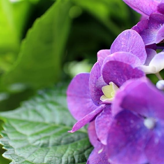 #hydrangea #taiwan #yangminshan #紫陽花 #台湾#陽明山#花畑 #リラックス