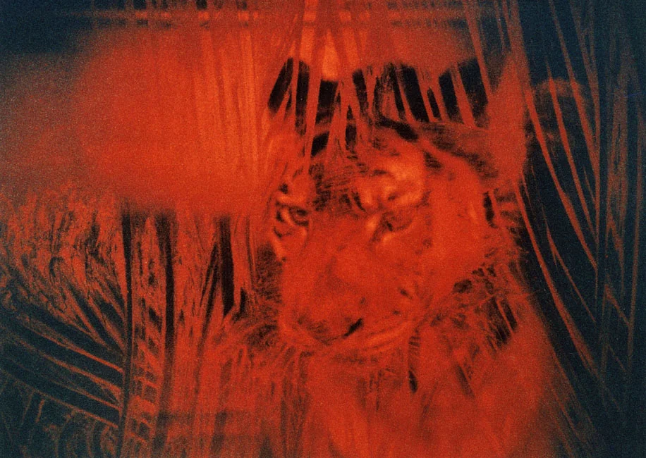 29_tiger-shadows.jpg