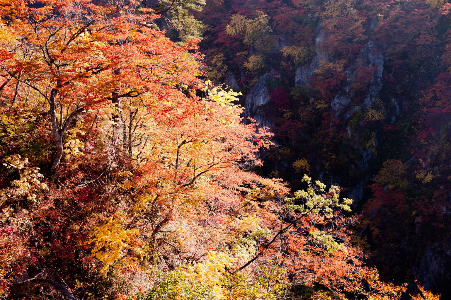 20141026_驥悟ｱｱ縺薙ｙ縺ｯ繧・satoyama_0002.JPG