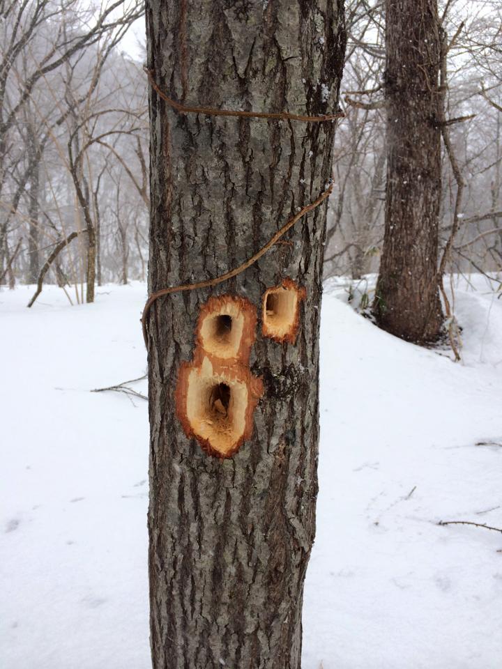 トレッキングの途中で見つけたキツツキの開けた穴！
