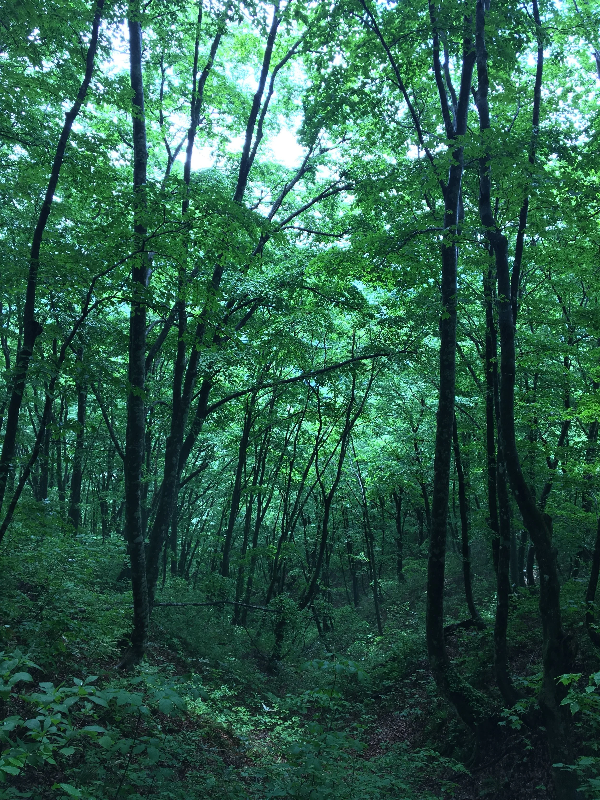 鳴子のシンボル花渕山。ブナの自然林が見事です。