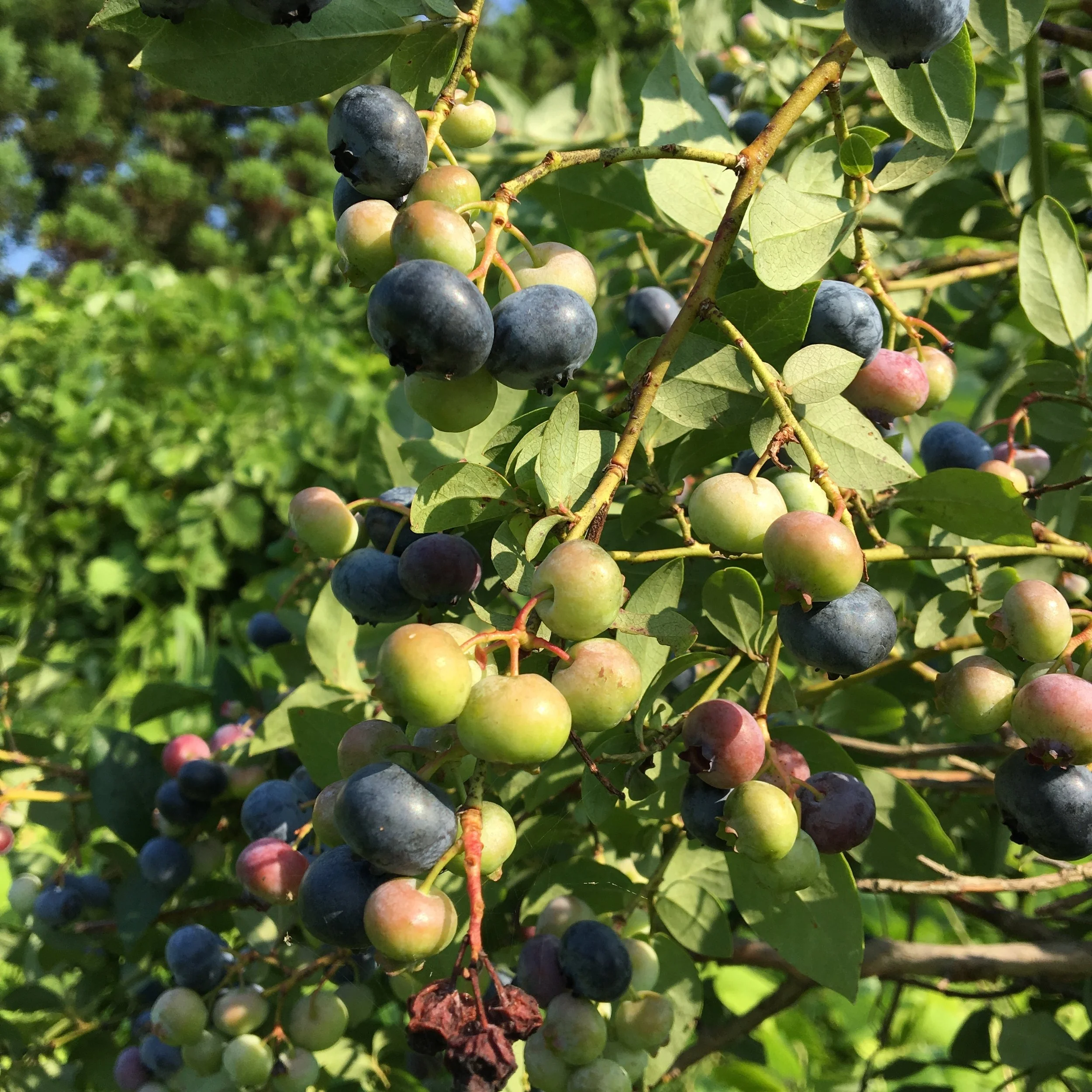 今を盛りとたわわに実るブルーベリー。