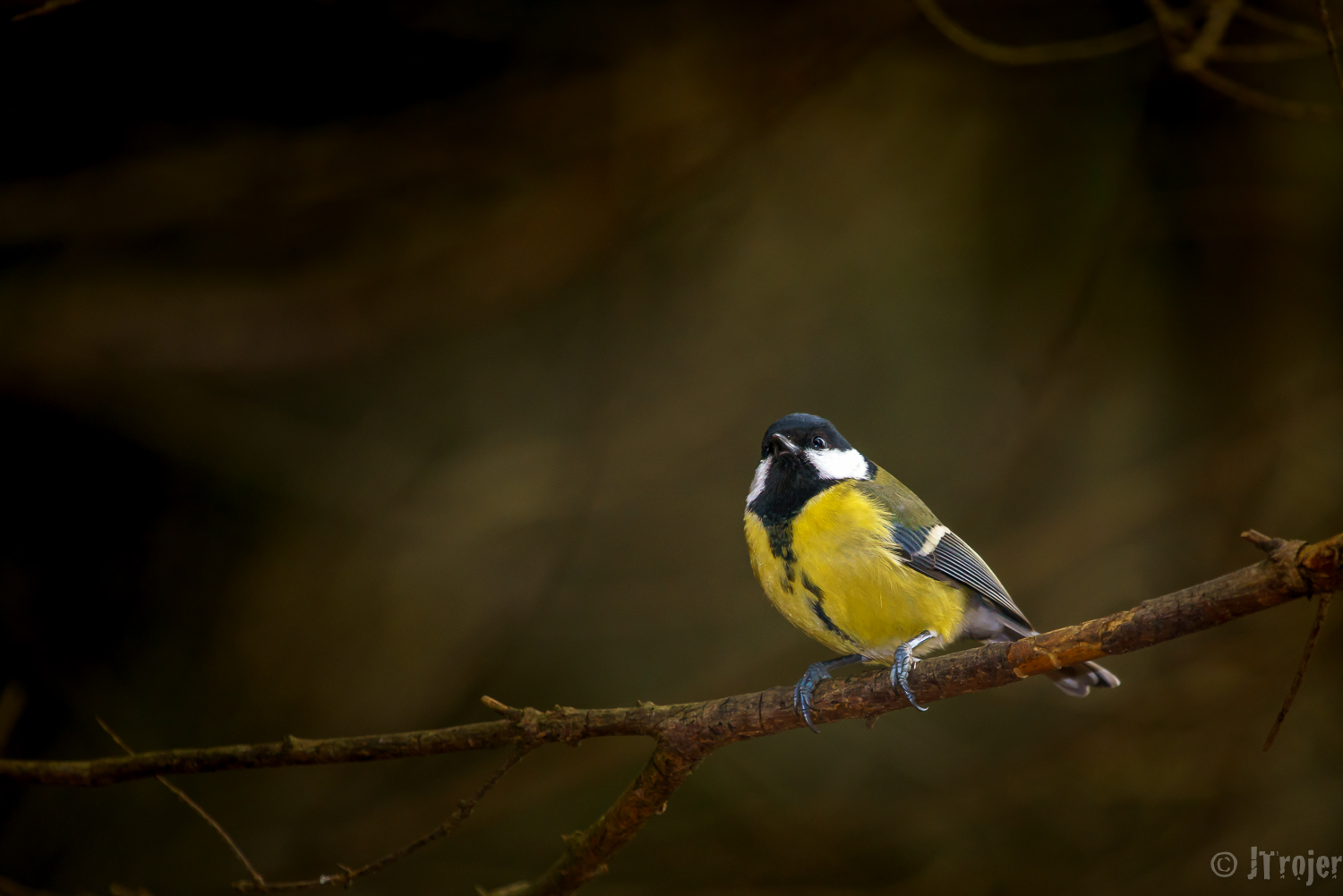 Kohlmeise (Parus major)