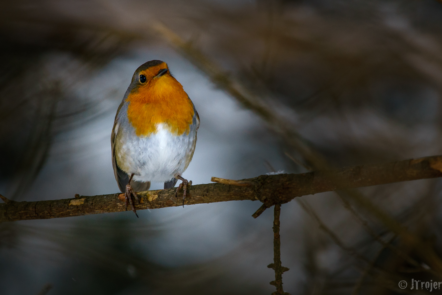 European Robin (Erithacus rubecula)