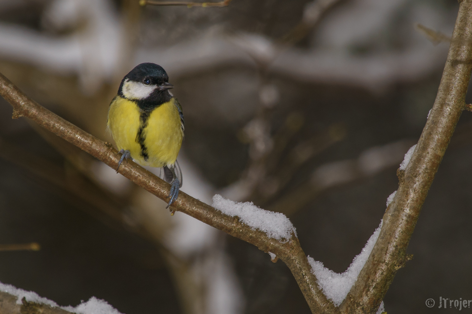Kohlmeise (Parus major)