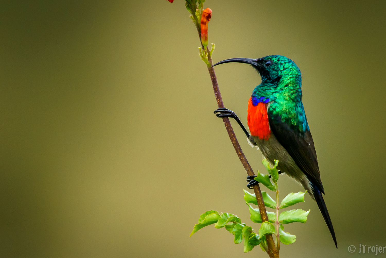 Sunbird