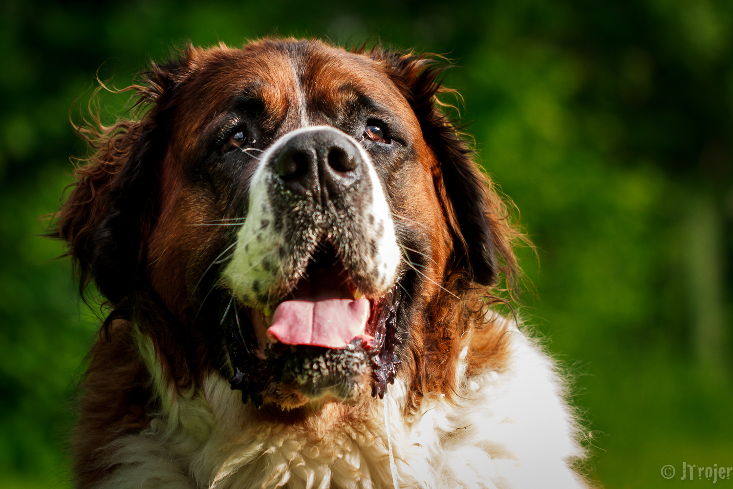 St. Bernard