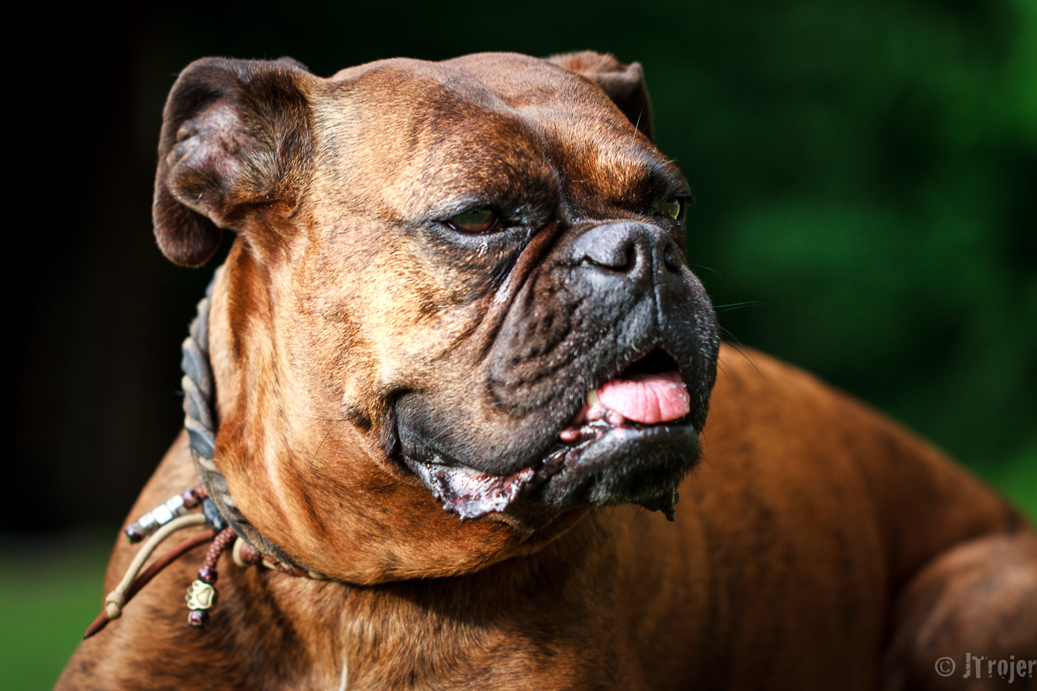 Boxer