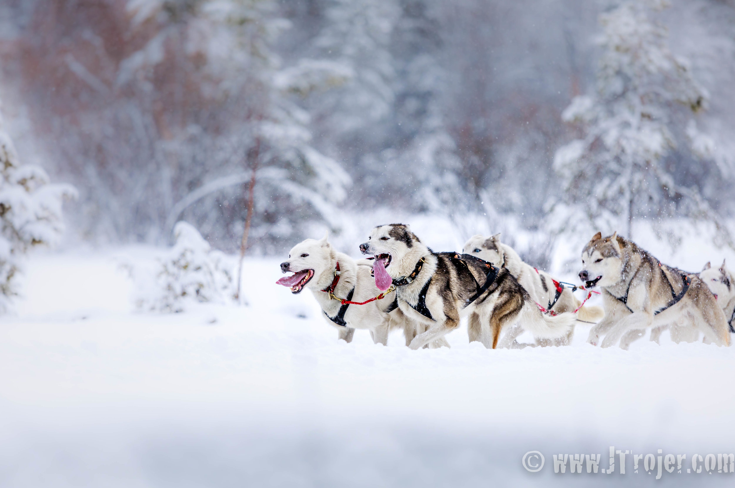 Dog Sledding in Tirol