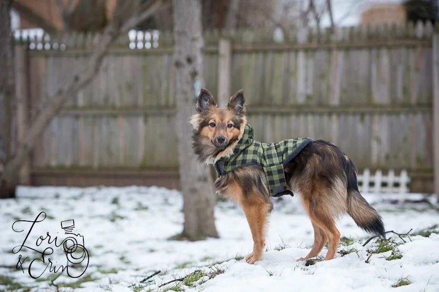 welcome mouse! the family is growing...