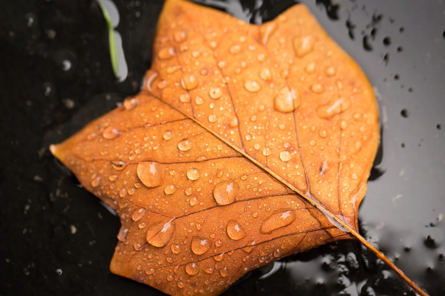 365 Project in November: Rochester NY Photographer