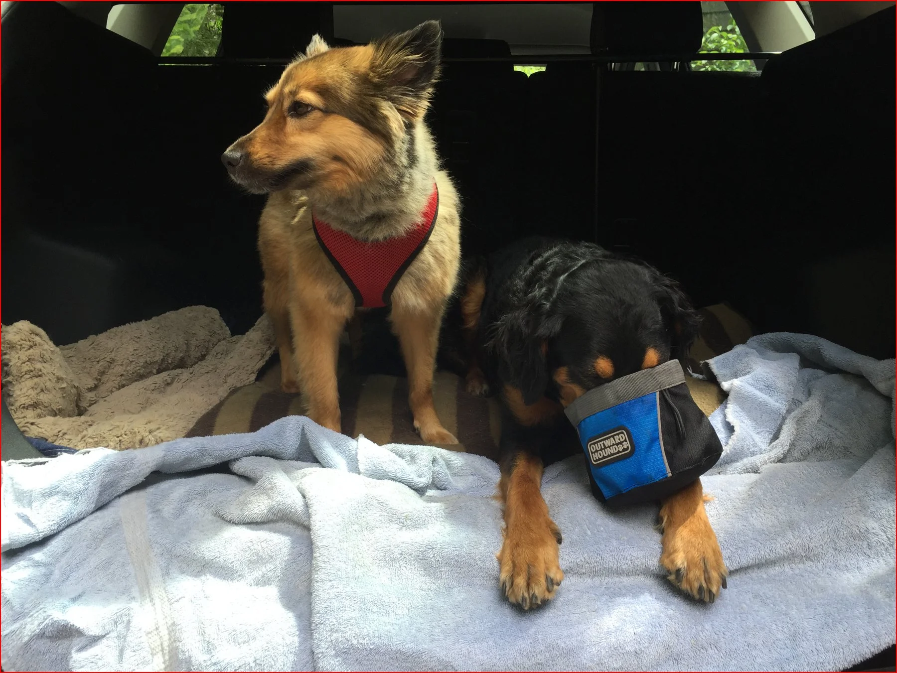 Molley and Mouse's Maine Adventure!