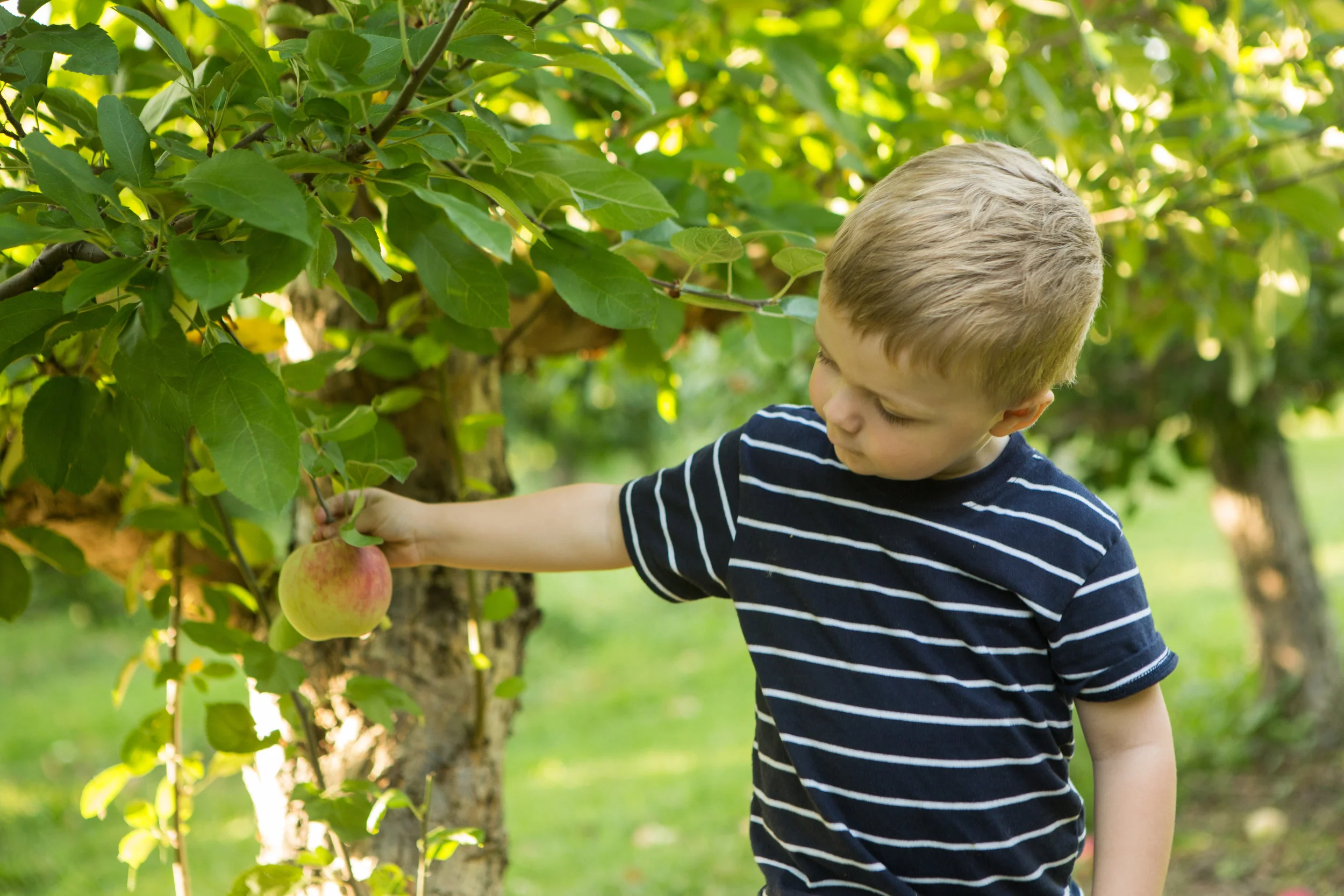 Apples, Family and Pictures: Candid Family Mini Sessions Fairport NY