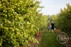 Apple Picking Family Mini Sessions
