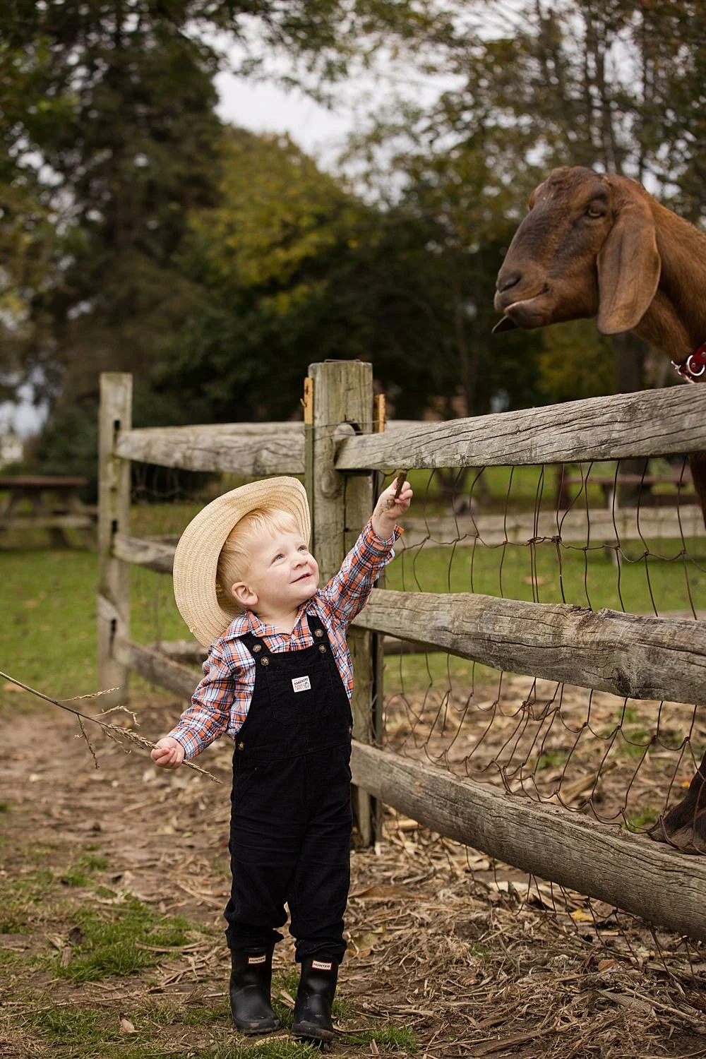 Young boy interacting with goat during candid family pictures at Chase Farms in Fairport NY