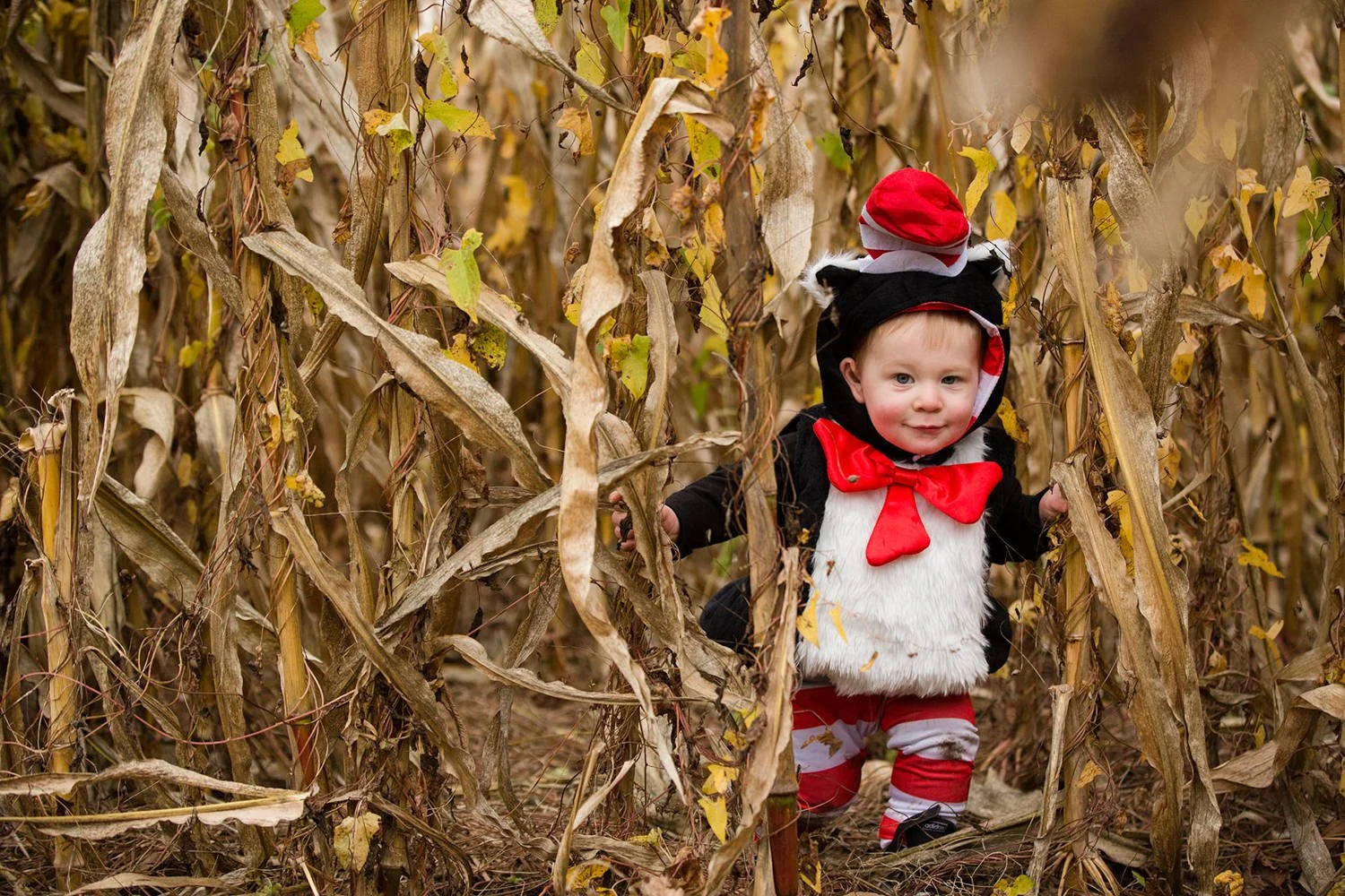 Family candid mini sessions at Chase Farms in Fairport NY featuring child in cat in the hat costume in cornfield