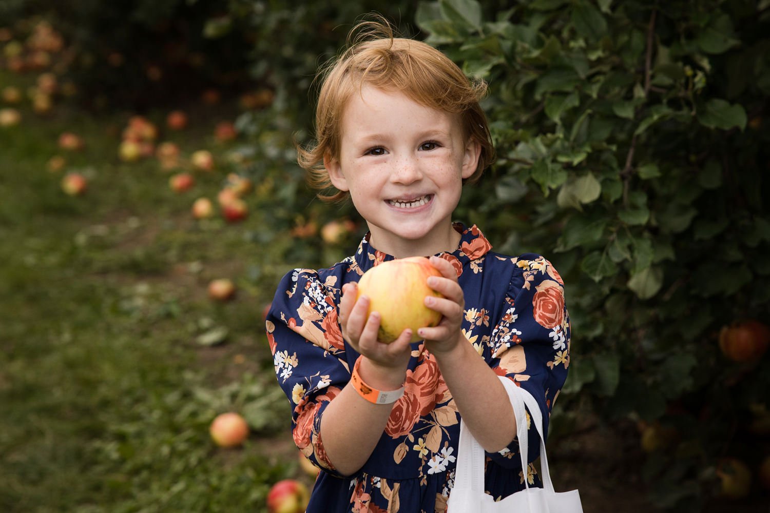 Fairport NY family pictures featuring child holding apple in orchard