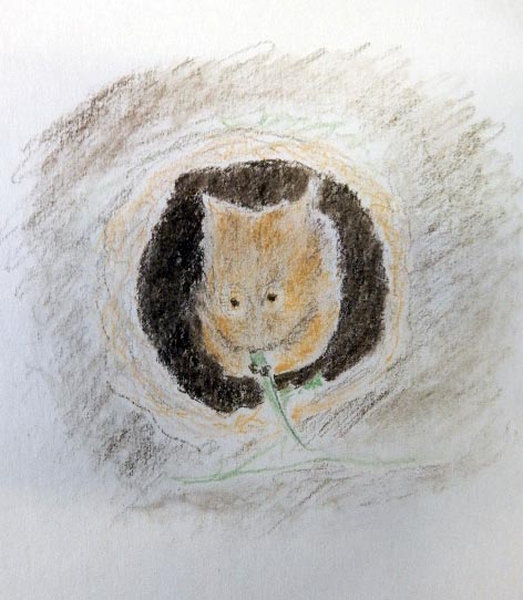 Pastel Anne Ranken's Mouse.JPG