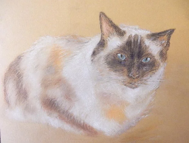 Pastel Joy Cumming's ragdoll cat.JPG