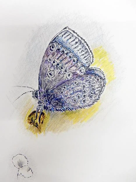 Joy Cummings butterfly.JPG