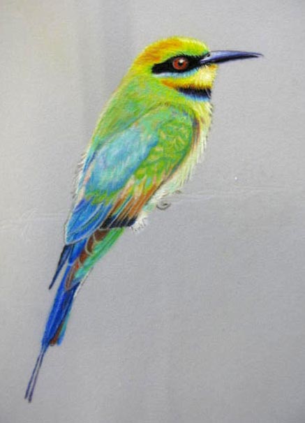 Anne Dale bird pastel.jpg