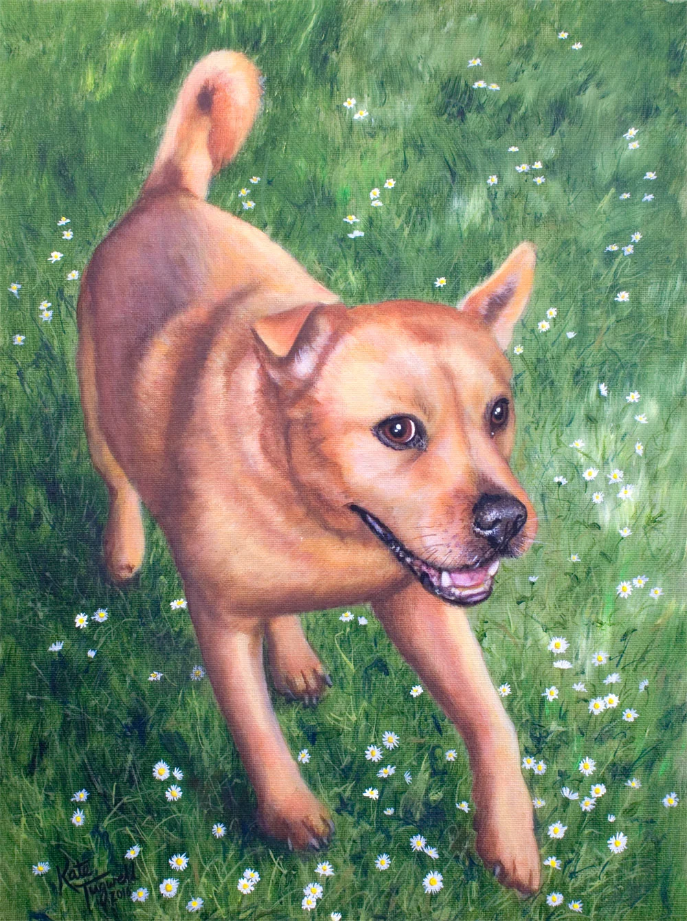 Dog-portrait---Belushi-12x16-acrylic.jpg