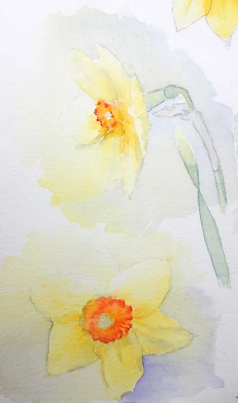 2017-Zebrina-daffodils.jpg