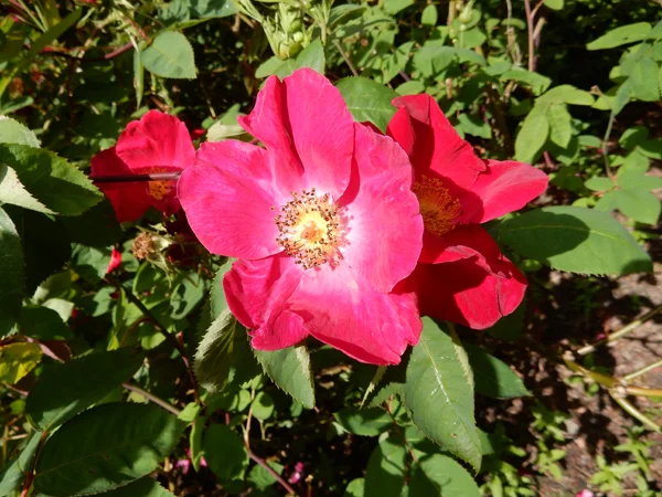 Borde-Hill-Garden-photo-12.jpg