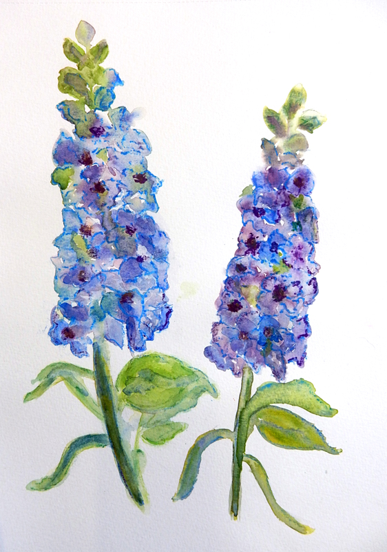 2017-Jacqui-Feakins-delphiniums.jpg
