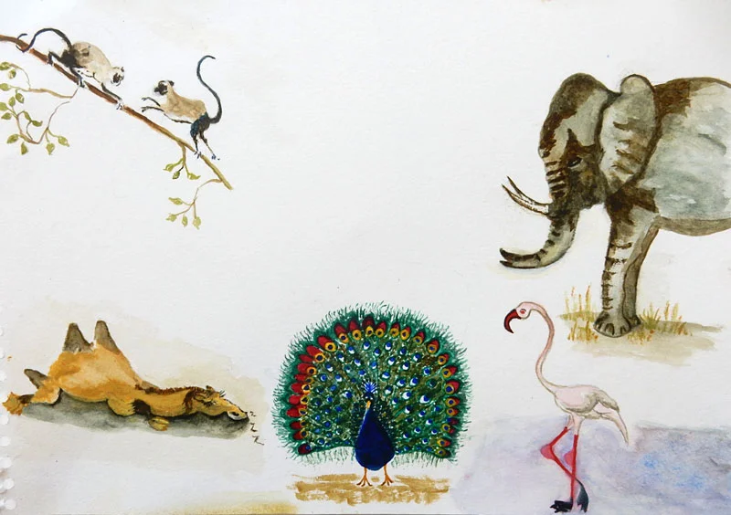 Ann-M-peacock&flamingo.jpg