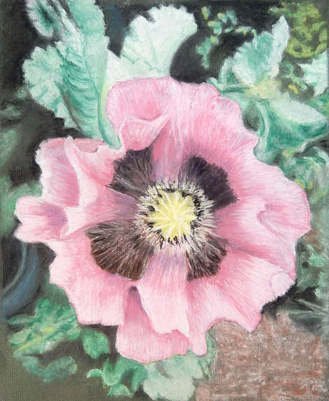 David-B-pastel-poppy.jpg