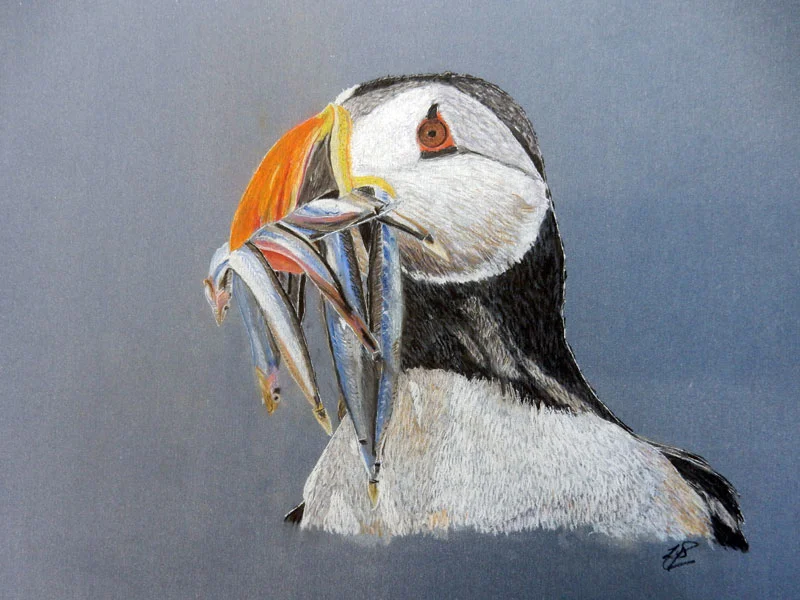 Lesley-Suter-puffin.jpg