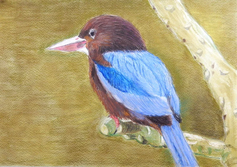 Jenny-Lee-kingfisher-pastel.jpg