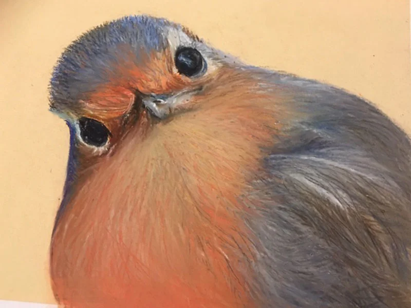Wendy-Hampson-robin-pastel.jpg