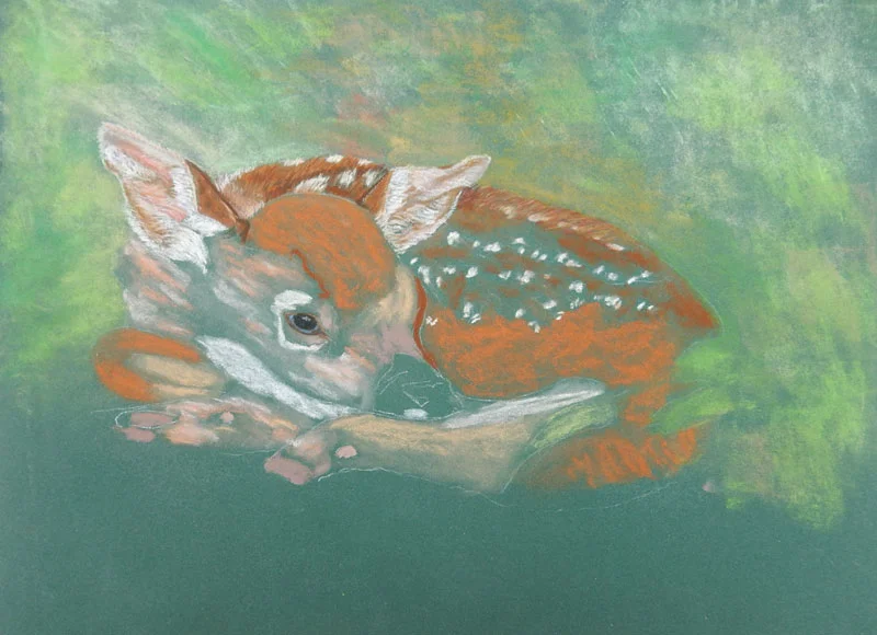 Pastels-2019-1-Lesley-S-fawn.jpg