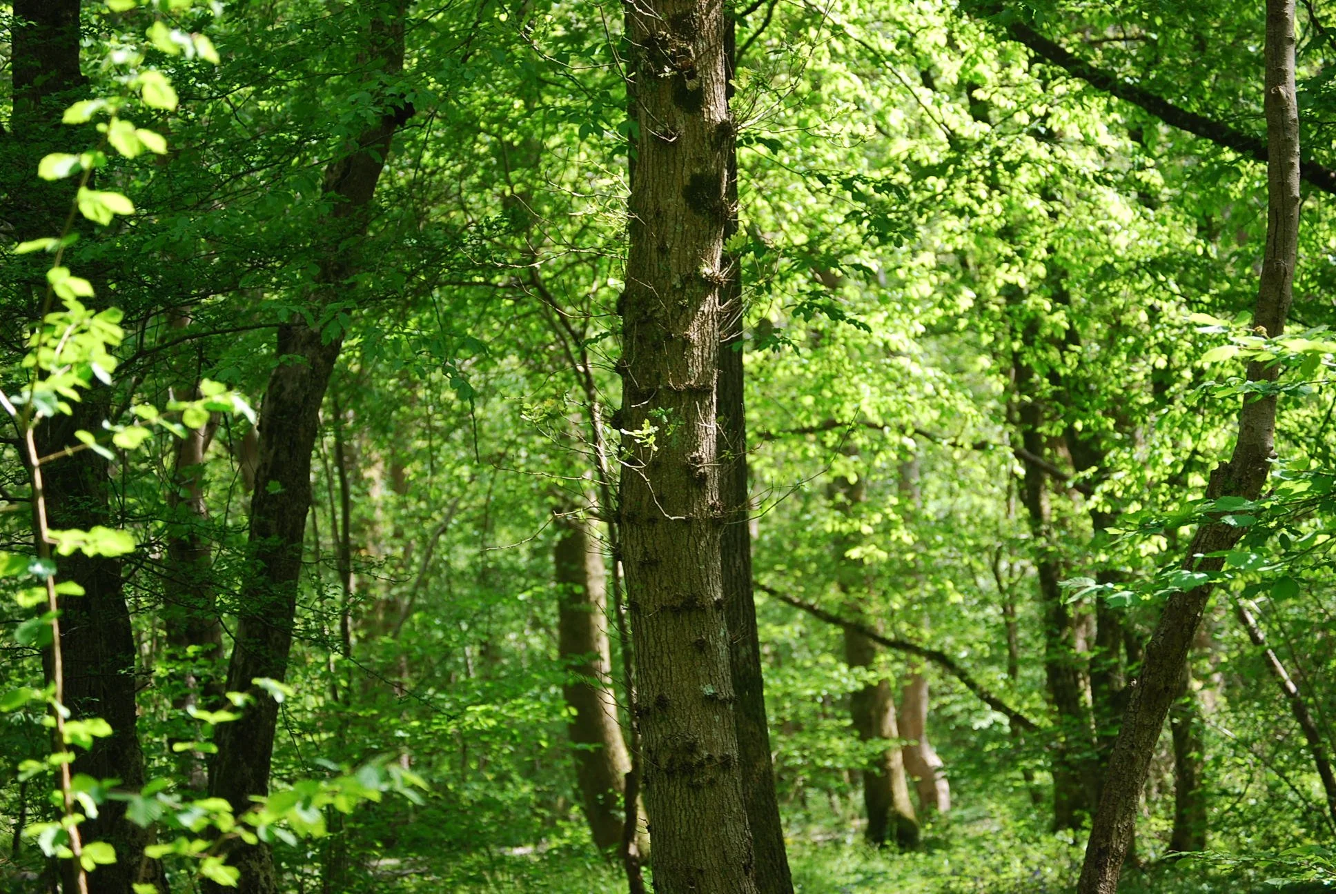 Forest Bathing Poynings 2.JPG